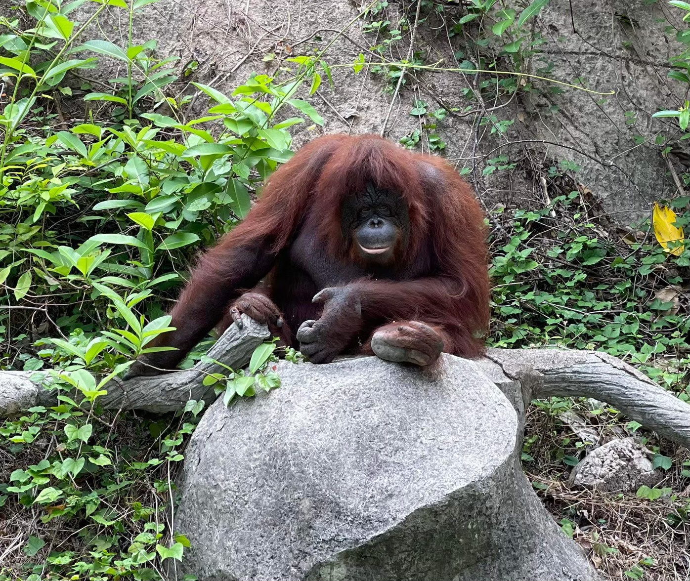 Экскурсия Зоопарк Као Кео в Паттайе - SevenTrips