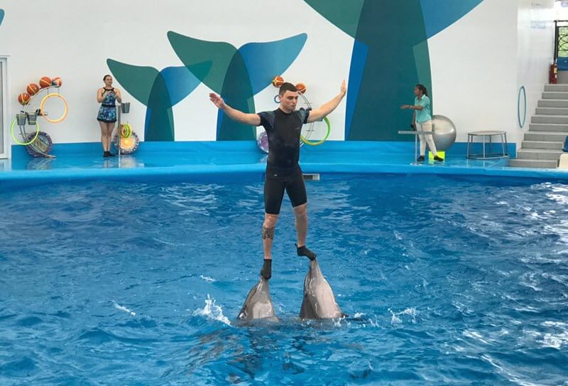 Экскурсия Шоу дельфинов в Паттайе - SevenTrips