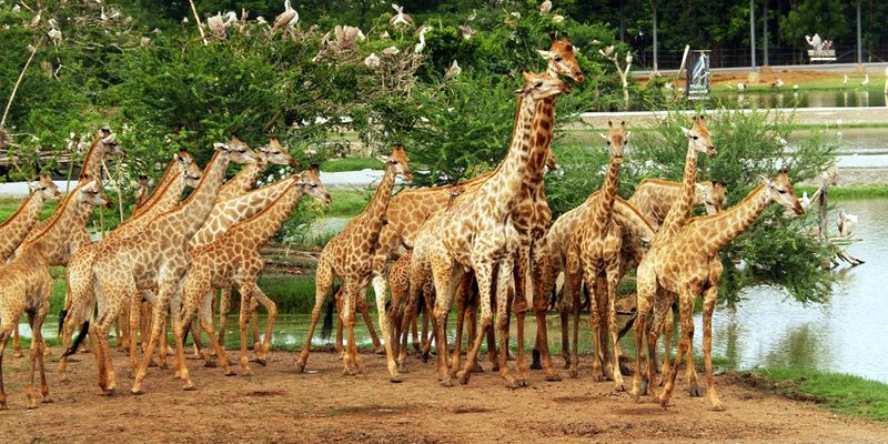 Экскурсия Сафари Ворлд Бангкок в Паттайе - SevenTrips