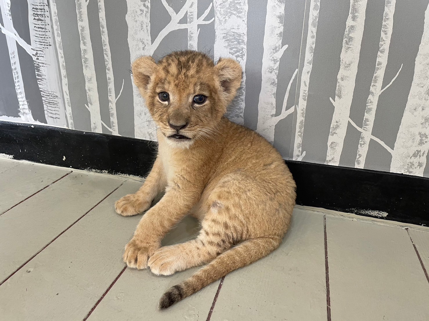 Экскурсия Сири Дискавери Тур в Паттайе - SevenTrips